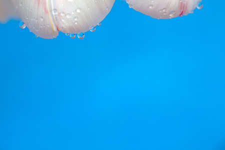 Close up tulip petals on a blue backgroundの写真素材