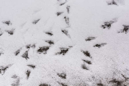 Bird footprints in the first snowの写真素材