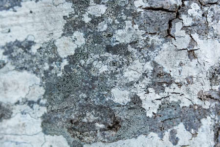 Old bark macro