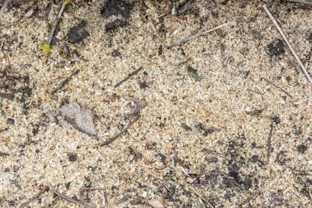 Colose up of texture of sawdustの写真素材