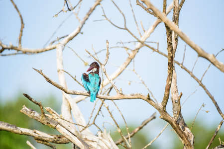 White-throated kingfisher or Halcyon smyrnensisの写真素材