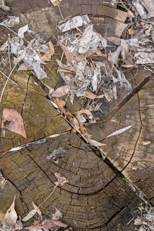 Texture of old tree stump wooden background