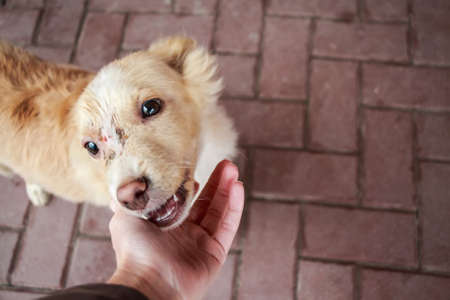 Close up sick wounded homeless puppy in streetの写真素材