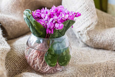 Bouquet of violet flowers or Viola Odorata in bowlの写真素材