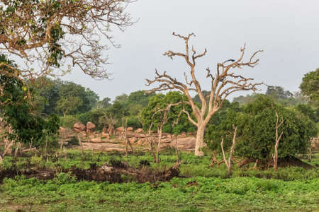 Landscape with dry dead tree in Yala National Parkの写真素材