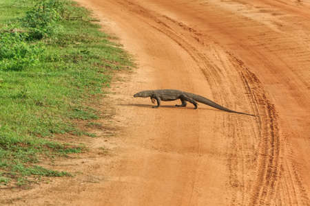 Monitor lizard in Sri Lankaの写真素材