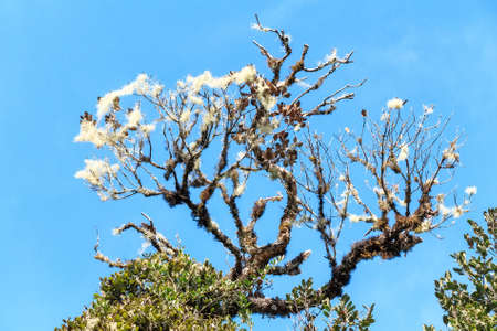 Smoketree or Cotinusの写真素材