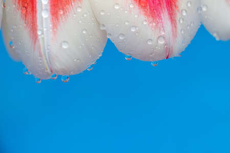 Close up tulip petals on a blue backgroundの写真素材