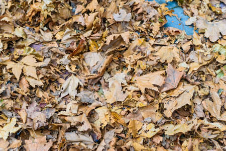 Dry autumn leaves background