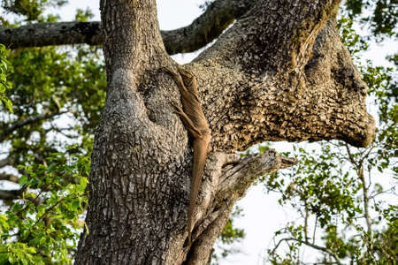 Monitor lizard genus Varanus in Sri Lankaの写真素材
