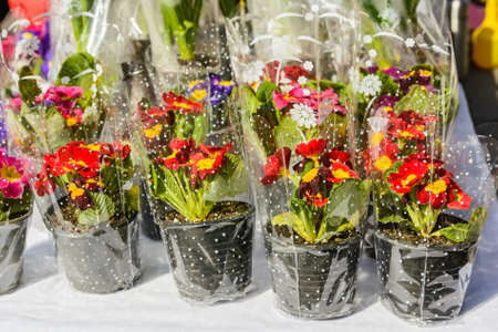 Close up beautiful primula flowers for saleの写真素材