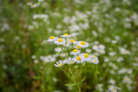 Green grass and chamomiles in the natureの写真素材