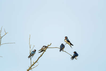 Swallows on blue sky backgroundの写真素材