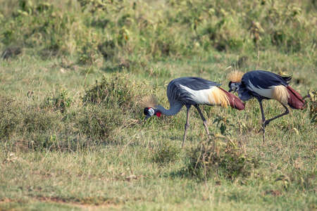 Crowned Crane or Balearica pavoninaの写真素材
