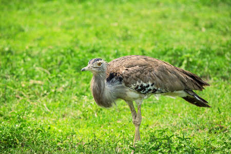 Kori bustard or Ardeotis koriの写真素材