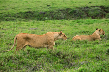 Closeup of lionessの写真素材