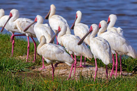 African spoonbill or Platalea albaの写真素材