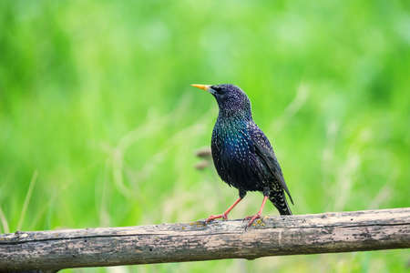 Beautiful glossy starlingの写真素材