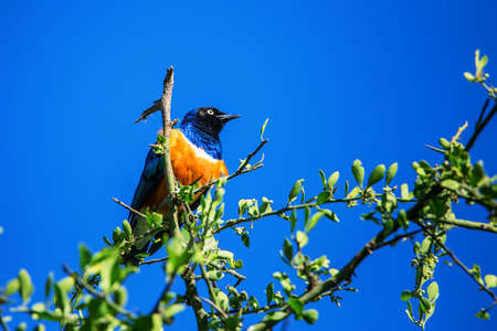 Superb starling or Lamprotornis superbusの写真素材