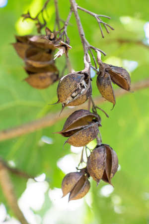 Paulownia pods placed on treeの写真素材