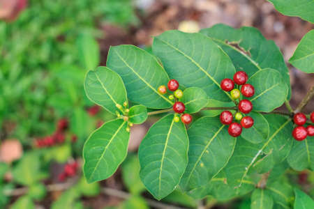 Close up red berries with green leavesの写真素材