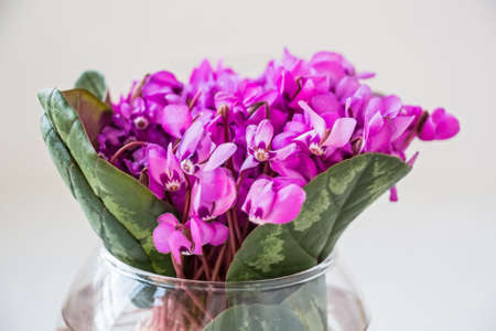 Bouquet of violet flowers or Viola Odorata in bowlの写真素材