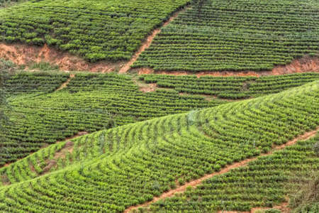 Tea plantation landscape in Sri Lanka