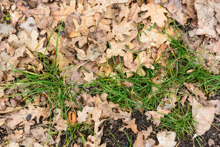 Dry autumn leaves with grassの写真素材