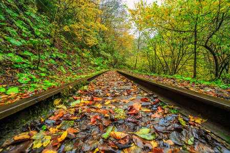 Railroad tracks cut through autumn woods