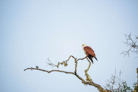 Brahminy Kite or Haliastur indus sits on branchの写真素材