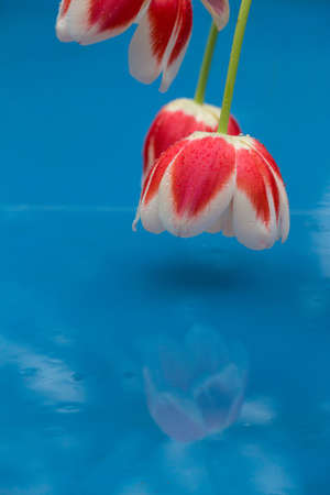 Close up tulip petals on a blue backgroundの写真素材