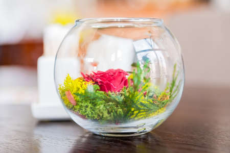 Decorative colorful plants in glass bowlの写真素材