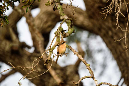 Southern Grey Shrike or Lanius Meridionalisの写真素材
