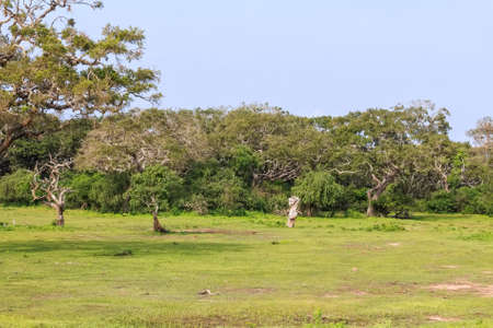 Landscape with dry dead tree in Yala National Parkの写真素材