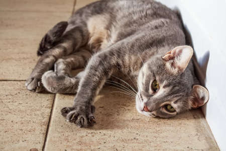 Portrait of domestic cat lying on floorの写真素材