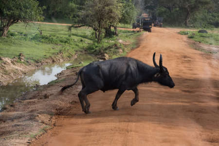 Asian water buffalo or Bubbalus bubbalisの写真素材