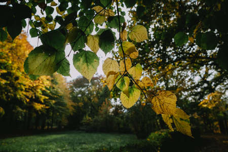 Vivid green leaves and trees in backgroundの写真素材