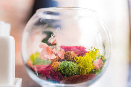 Decorative colorful plants in glass bowl