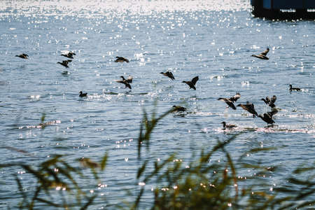 Wild ducks or mallars or Anas platyrhynchos flyの写真素材