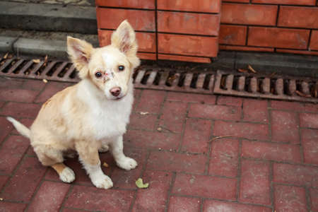 Close up sick wounded homeless puppy in street