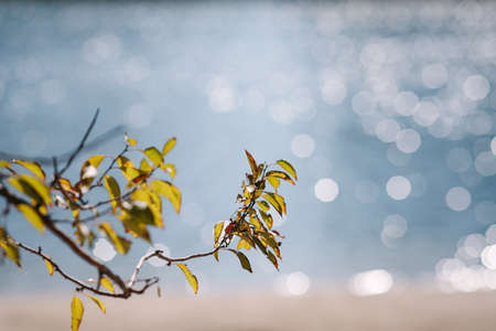 Autumn leaves on tree branch with water backgroundの写真素材