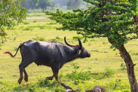 Asian water buffalo or Bubbalus bubbalisの写真素材
