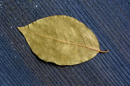Single dry bay leaf on wooden surfaceの写真素材