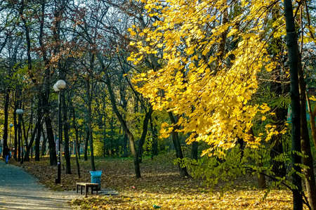 Yellow trees in autumn park with benchの写真素材