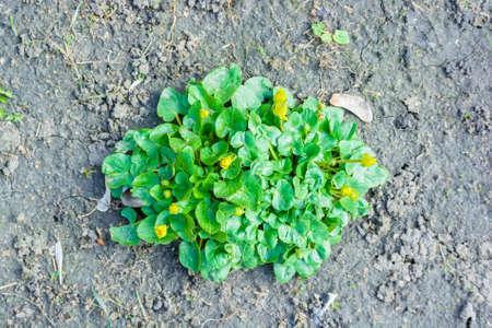 Lesser celandine or Ficaria Verna flower on groundの写真素材