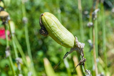 Close up green fruit of irisの写真素材