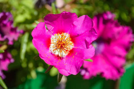 Blossoming dogrose close upの写真素材