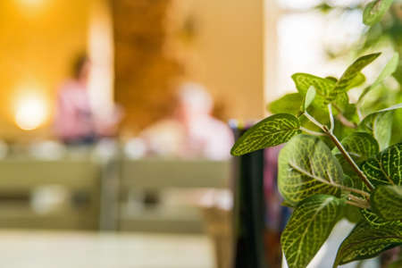 Restaurant interior with plant in foregroundの写真素材