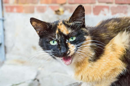 Meowing cat portrait at the streetの写真素材