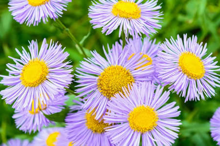 Violet daisy flowers close up